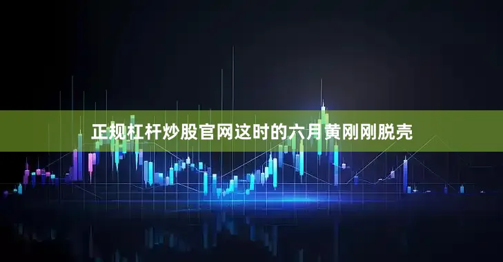 正规杠杆炒股官网这时的六月黄刚刚脱壳